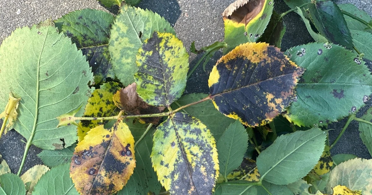 Czarna plamistość róży - jaki oprysk wykonać? Czy naturalne sposoby działają?