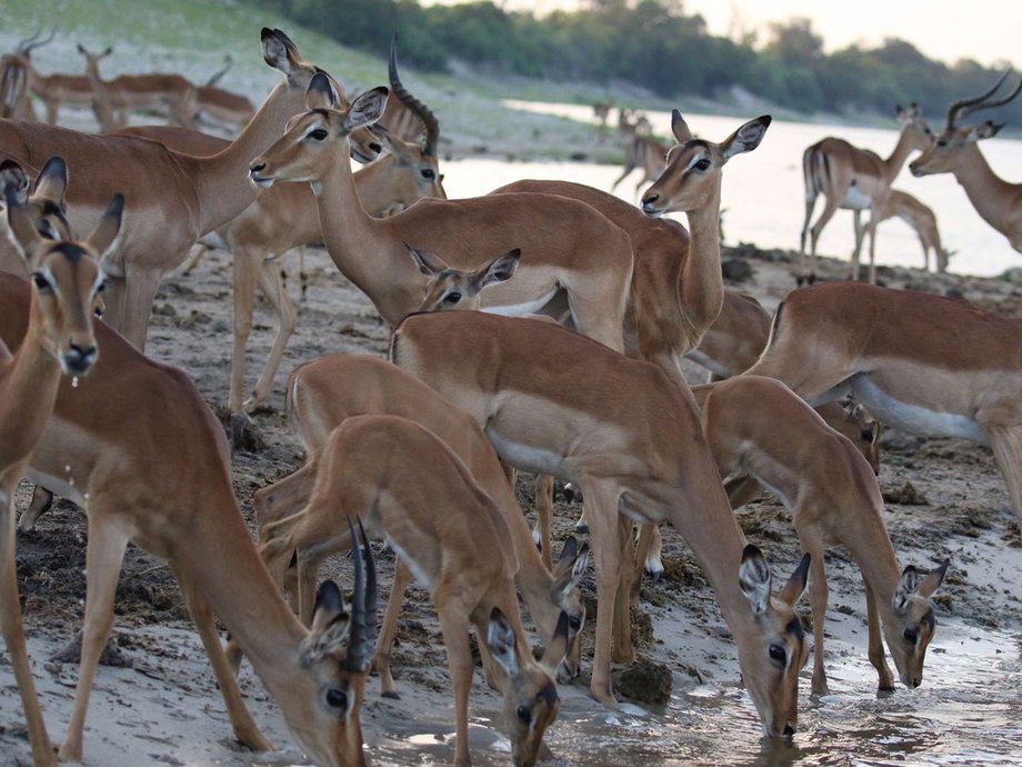 They saw everything from herds of springbok...