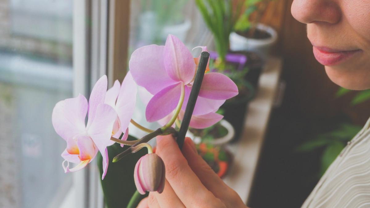 Jak pielęgnować storczyki, by długo cieszyć się ich pięknymi kwiatami?