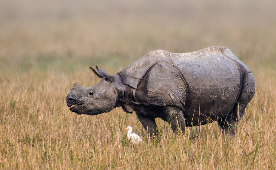 Nosorożec indyjski. Prawie wszystkie gatunki nosorożców są zagrożone