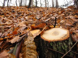 Ujawniamy kulisy afery leśnej