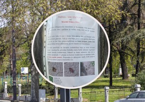 Karađorđev park Mamutska osa 