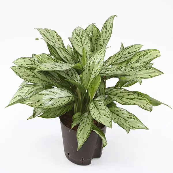  AGLAONEMA