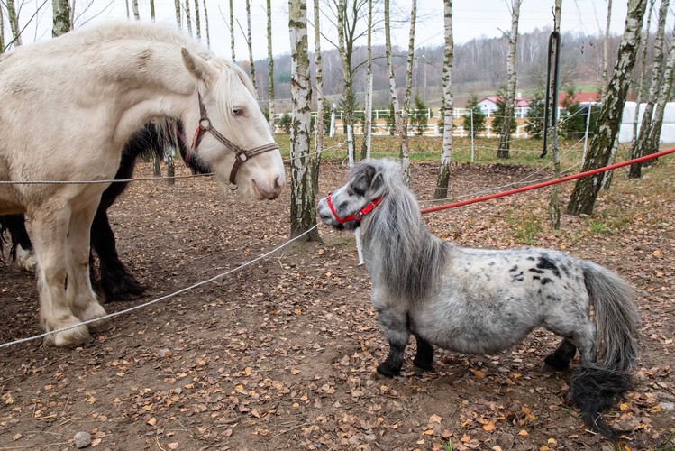 Bombel - najmniejszy koń świata