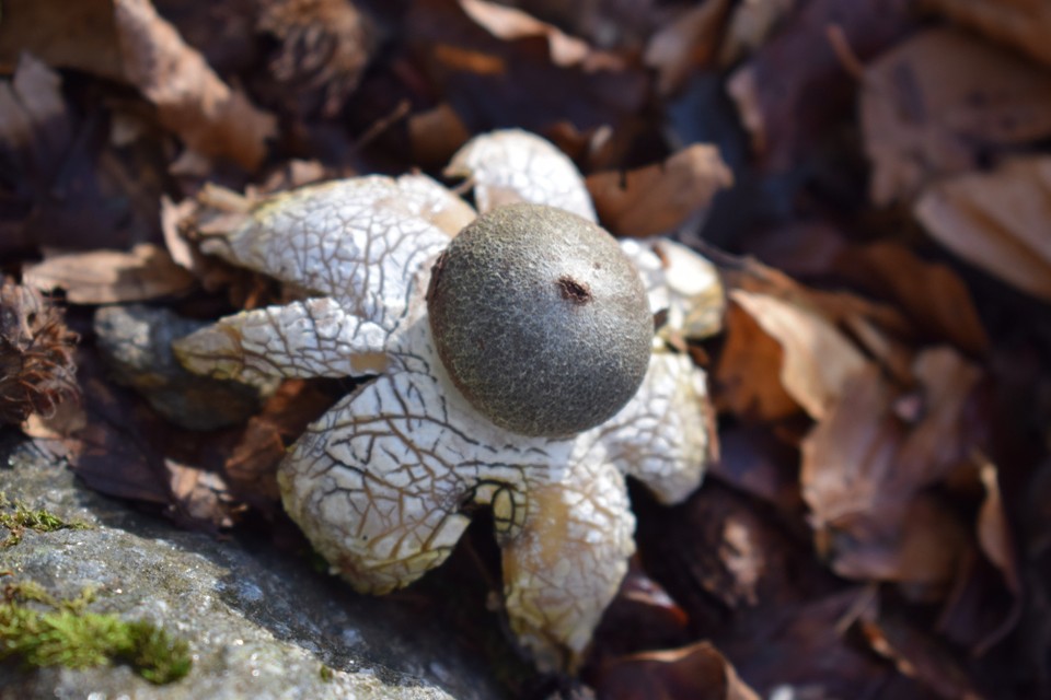 Pomieniak wilgociomierz (Astraeus hygrometricus)