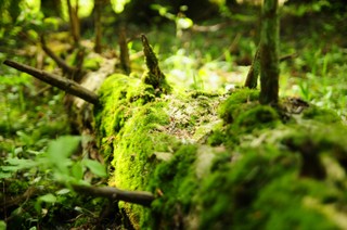 Czy Puszcza Karpacka nadal istnieje? 'Turnicki Park Narodowy ma chronić wyjątkowe płaty lasu' [WYWIAD]