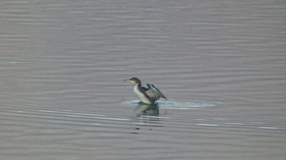 Uočen je u blizini Sokobanje