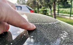 Osiada na samochodach i wszystkich denerwuje. Co to jest?