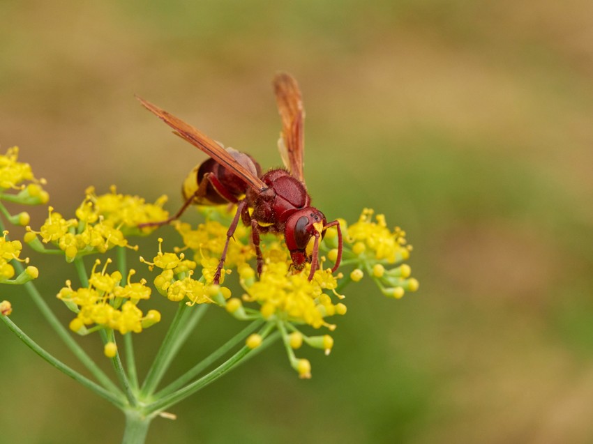 orijentalni stršljen