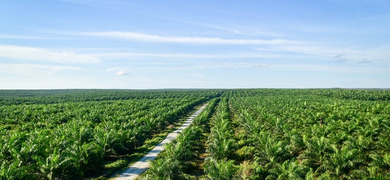 Olej palmowy. Najbardziej szkodliwy tłuszcz świata