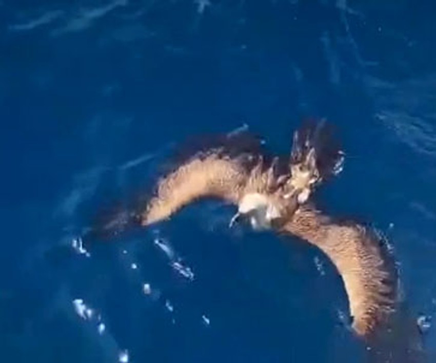 Porodica spasila beloglavog supa u Hrvatskoj