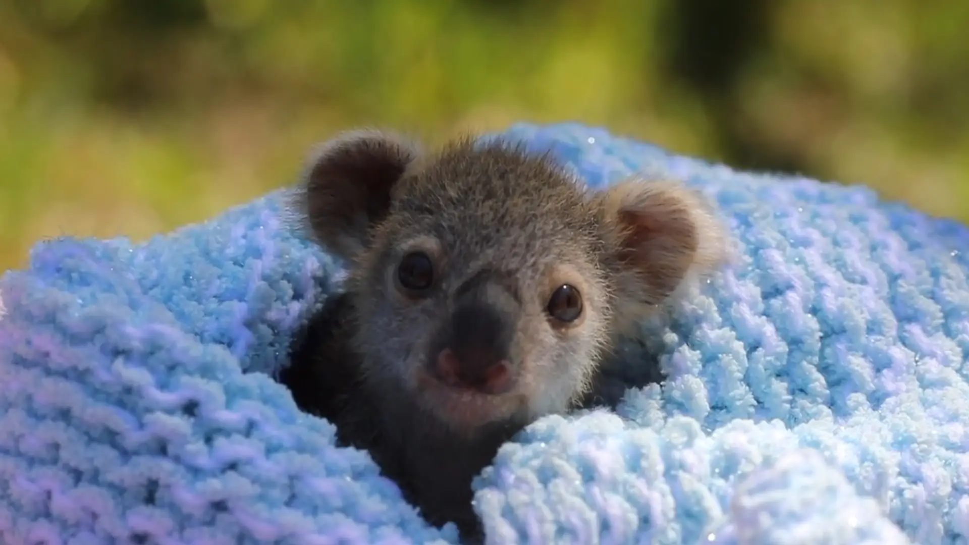 Na świat przyszła malutka koala. Ten filmik rozczuli najtwardsze serca