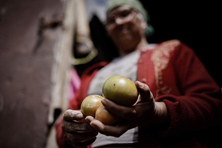 Uzgoj paradajza u Kartagu, Kostarika