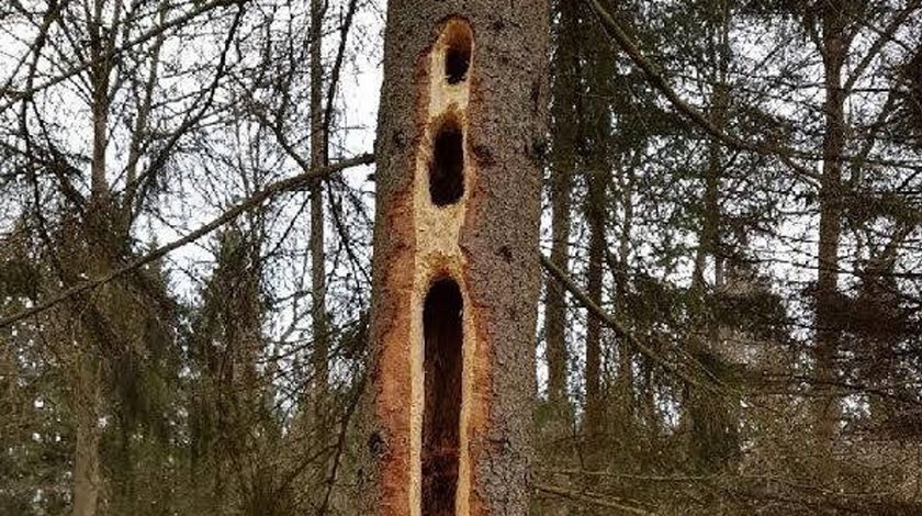 Gigantyczne dziury w drzewach. Leśnicy wyjaśniają, skąd się wzięły