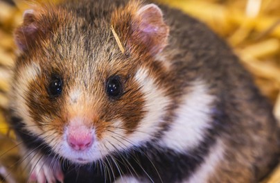 Zoo ratuje chomiki europejskie! 