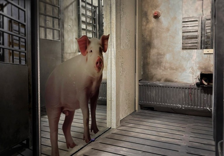 Nowy Escape Room Warszawa świnski los