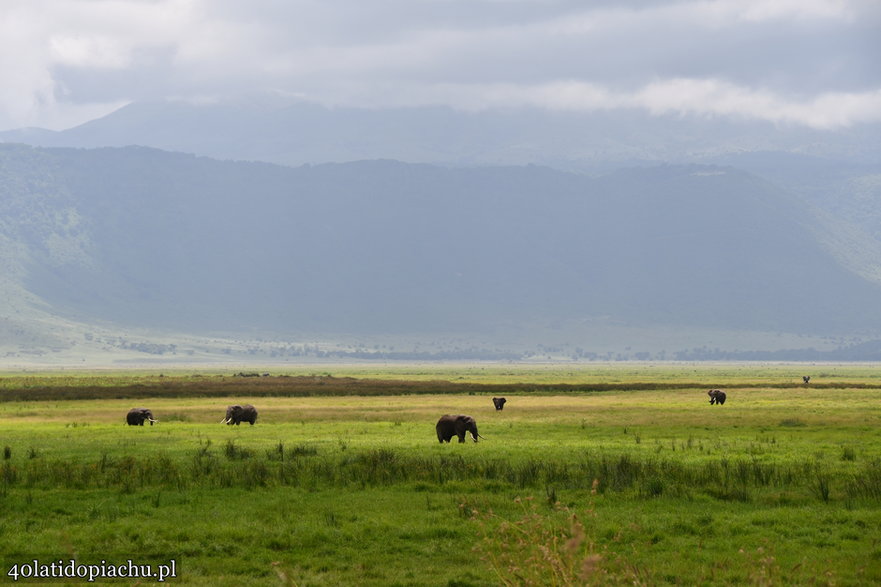 Nasze bociany i ich afrykańscy sąsiedzi podczas zimowania w kraterze Ngorongoro