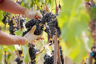 Handel ludźmi w Europie rośnie. Planujesz pracę za granicą? Uważaj!