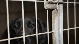 gmina przejęła kontrolę nad bytomskim schroniskiem. "zmieniamy zamki"