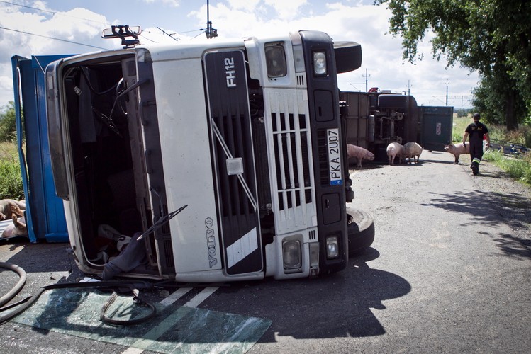 Tir przewożący ok. 200 świń wpadł do rowu na drodze wojewódzkiej nr 364 (Legnica-Złotoryja)