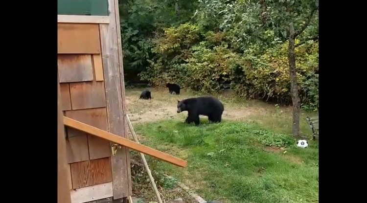 Mennyire cuki! Így kéri a medvéket egy kanadai férfi, hogy távozzanak az udvaráról