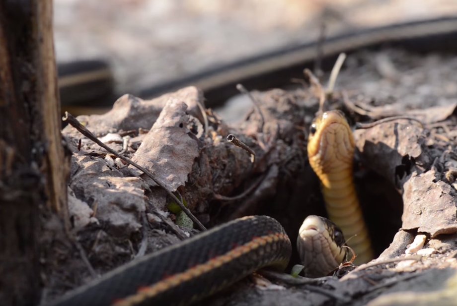 The male-biased sex ratio is a result of the males pouring out of the den first and awaiting the females, who typically emerge over the course of a few weeks.