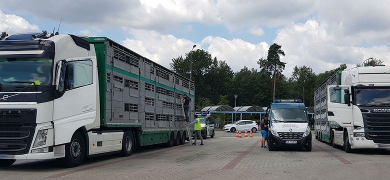 Makabryczny transport ujawniony przez ITD na autostradzie A1