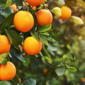 Święta bez pomarańczy? To się może zdarzyć przez rekordowo wysokie ceny cytrusów