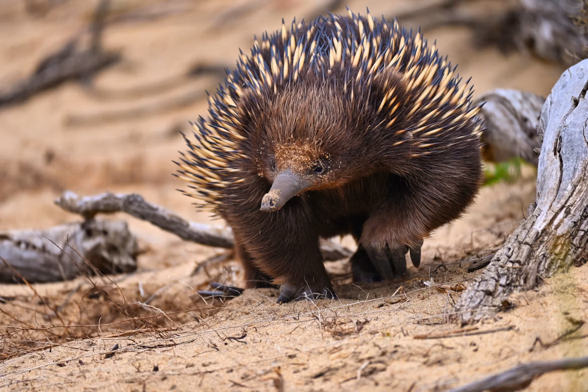Echidna.