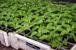 Kiedy wysiewać paprykę na rozsadę? Czym podlewać siewki papryki? Czy wysiew papryki w styczniu to dobry pomysł?