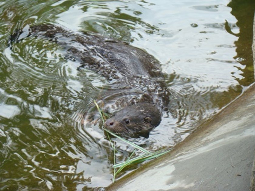 Nowa wydra w chorzowskim Zoo