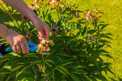 Jak prawidłowo przycinać piwonie po przekwitnięciu?