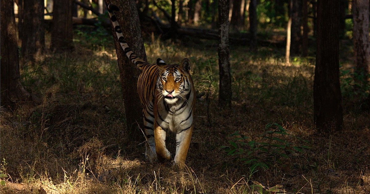 Where have all the tigers gone? - Vimarsana News