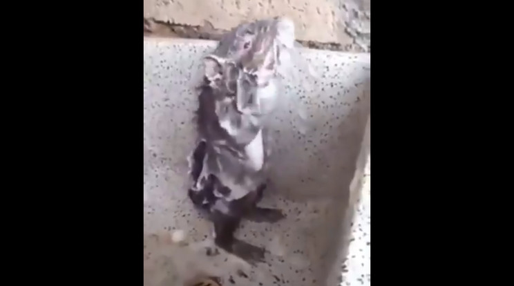 A patkány feltehetőleg nem élvezte a zuhanyt