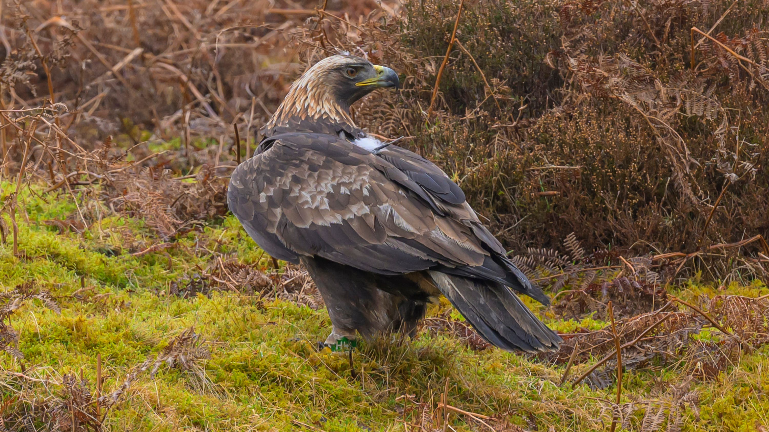 Who shot Hamlet? Police investigate another eagle attack in Scottish Borders