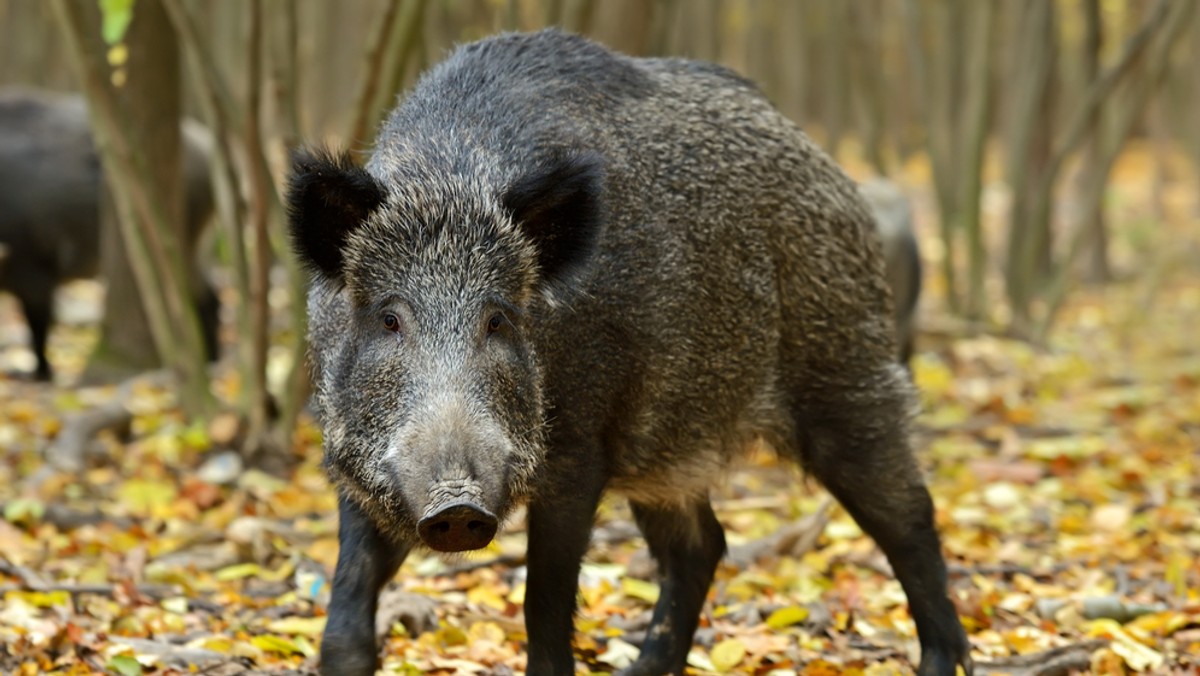 Strefa występowania ASF w Podlaskiem powiększyła się o teren kolejnego powiatu. Pierwszy przypadek tej choroby u dzików odnotowano w powiecie hajnowskim - poinformowała inspekcja weterynaryjna. Do tej pory ASF notowano w powiatach: białostockim i sokólskim.