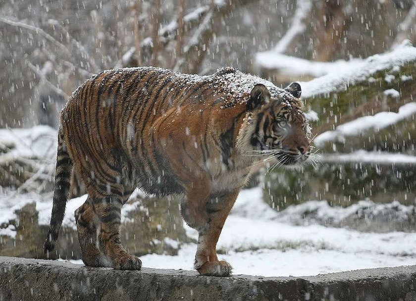 Warszawa, zoo, tygrys, śnieg