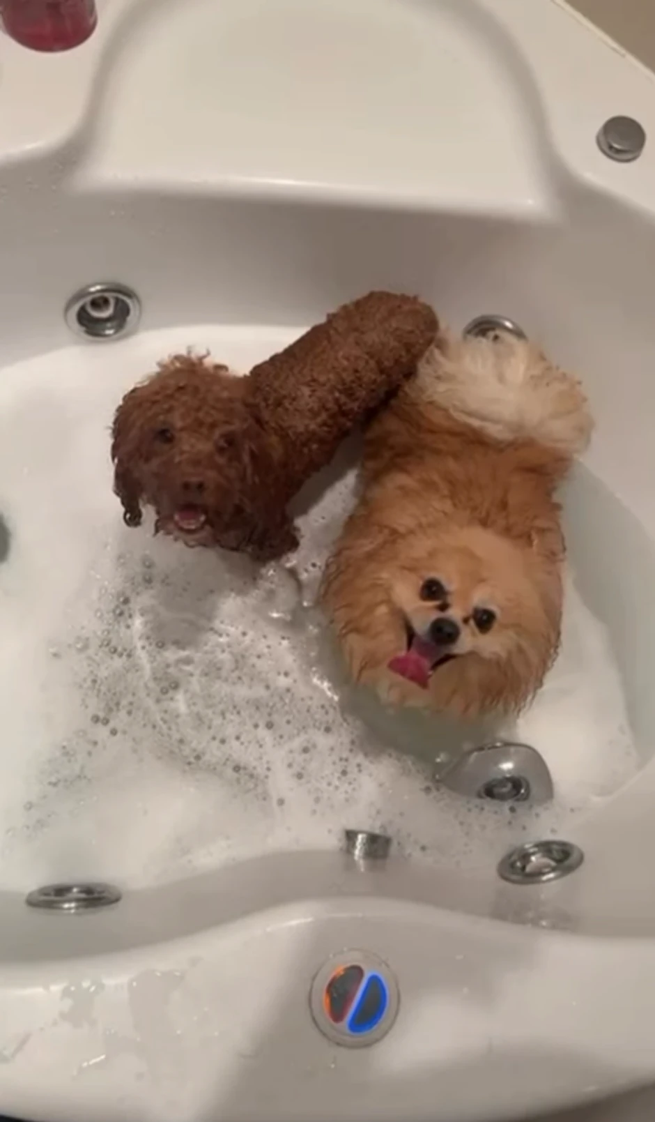 Čeda Jovanović kupa kučiće u džakuziju