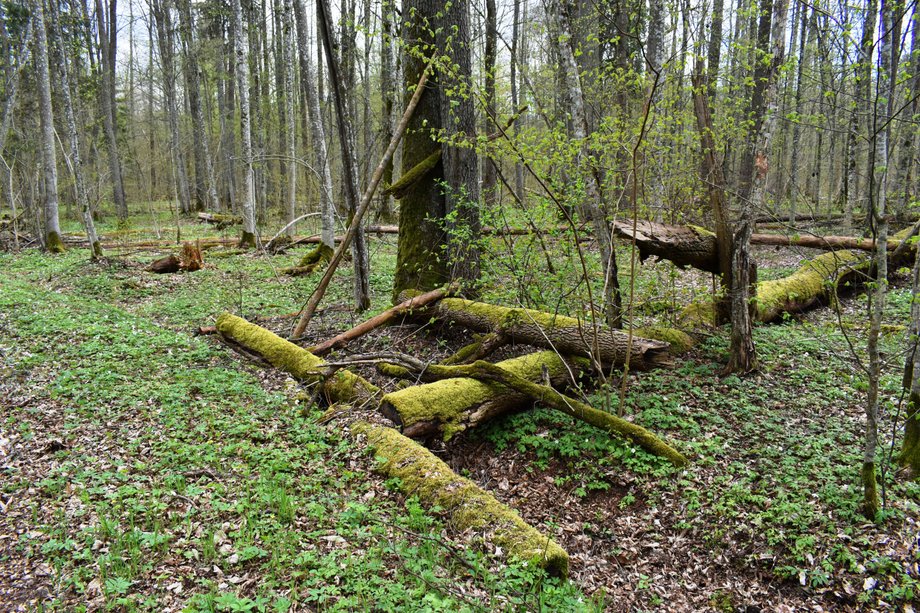 Puszcza Białowieska. Powalone drzewa