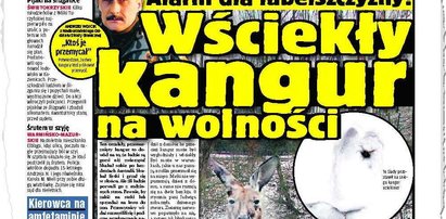 Wściekły kangur na wolności