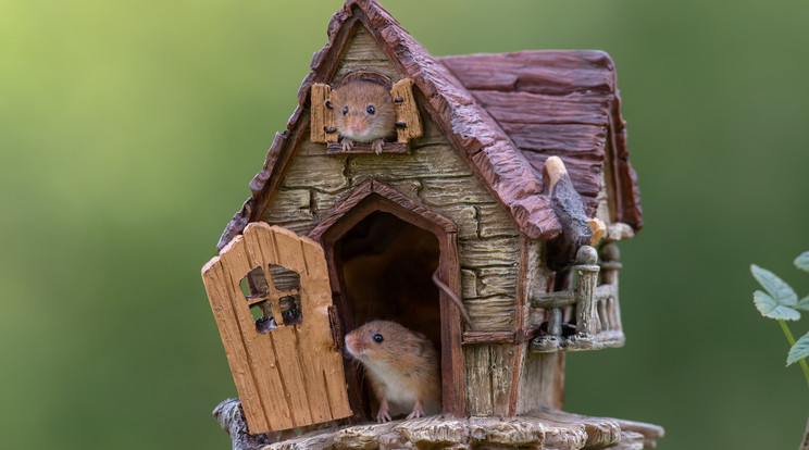 A kis törpeegerek közösen vették birtokba a miniatür lakásokat /Fotó:Northfototo