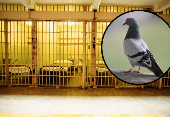 Strażnicy więzienni zatrzymali gołębia. Przemycał w plecaku narkotyki dla więźniów