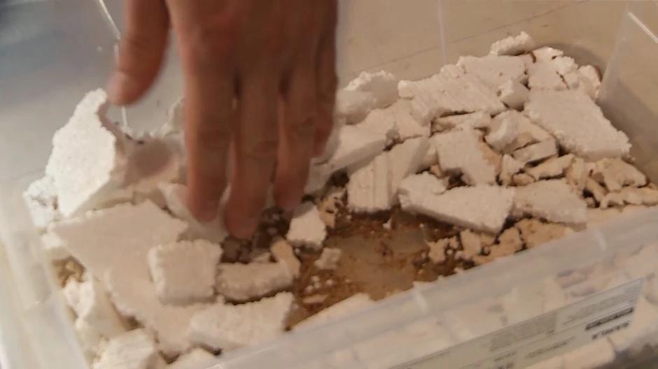 Larve velikog brašnara jedu stiropor 