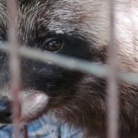 Koronavírus: mégsem volt köze a denevérhez és a vuhani laborhoz?