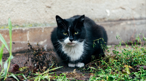 Kocia Opieka Terenowa to sieć osób, które dobrowolnie i nieodpłatnie sprawują opiekę nad wolno żyjącymi zwierzętami na terenie miasta Poznań.