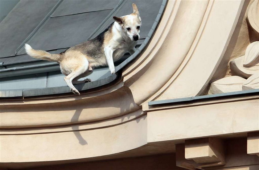 Pies alpinista. Zdobył dach trzypiętrowej kamienicy! FOTO