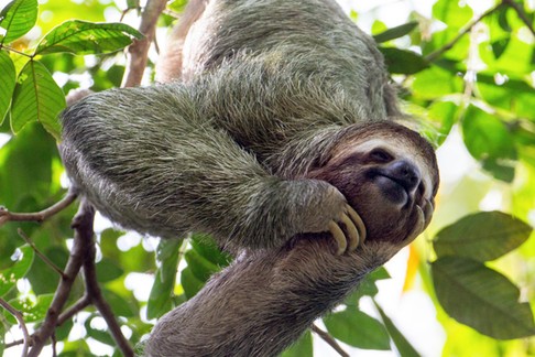 smiling sloth hanging in a tree