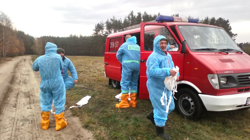 Rolnicy na zlecenie powiatowego weterynarza szukali martwych dzików i nie dostali pieniędzy