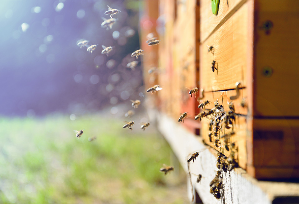 6. Pszczoły uciekają do uli 