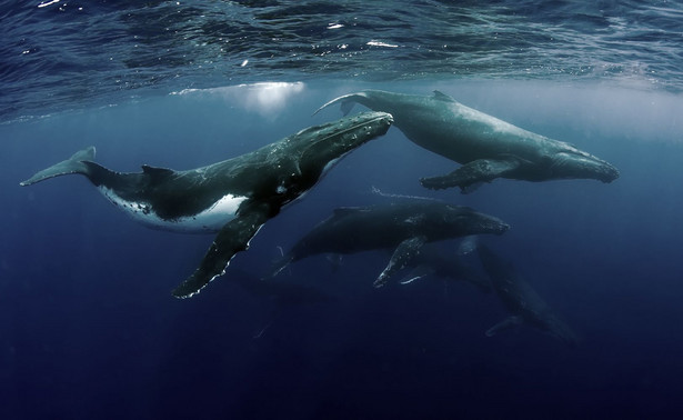 Niezwykłe odkrycie. Naukowcy poznali sekret wielorybów